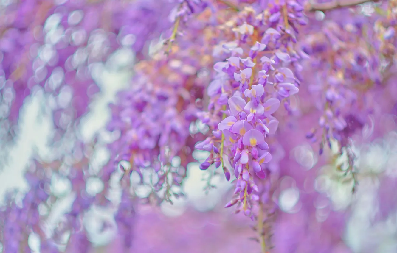 Photo wallpaper light, flowers, branches, spring, flowering, lilac, bokeh, vines