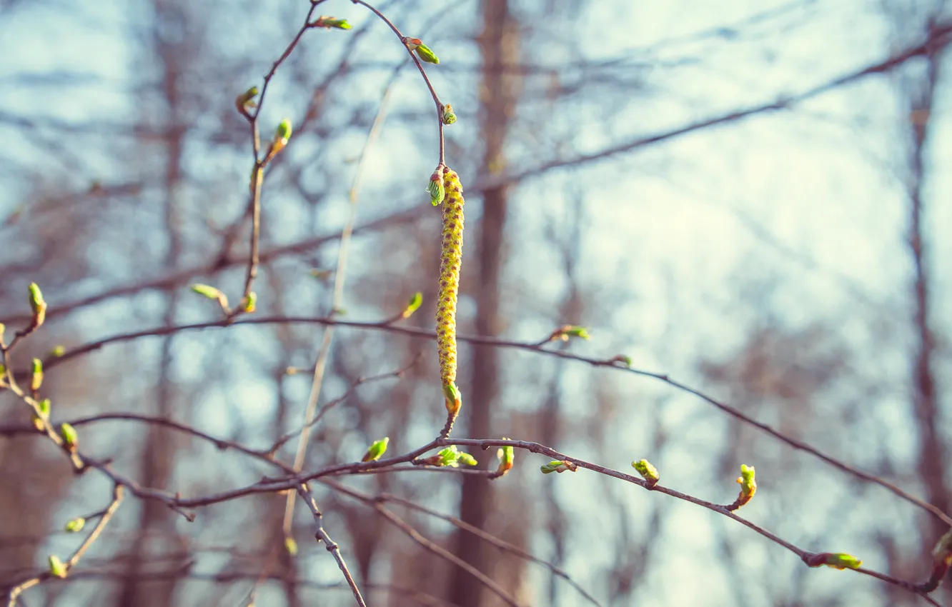 Photo wallpaper nature, minimalism, spring