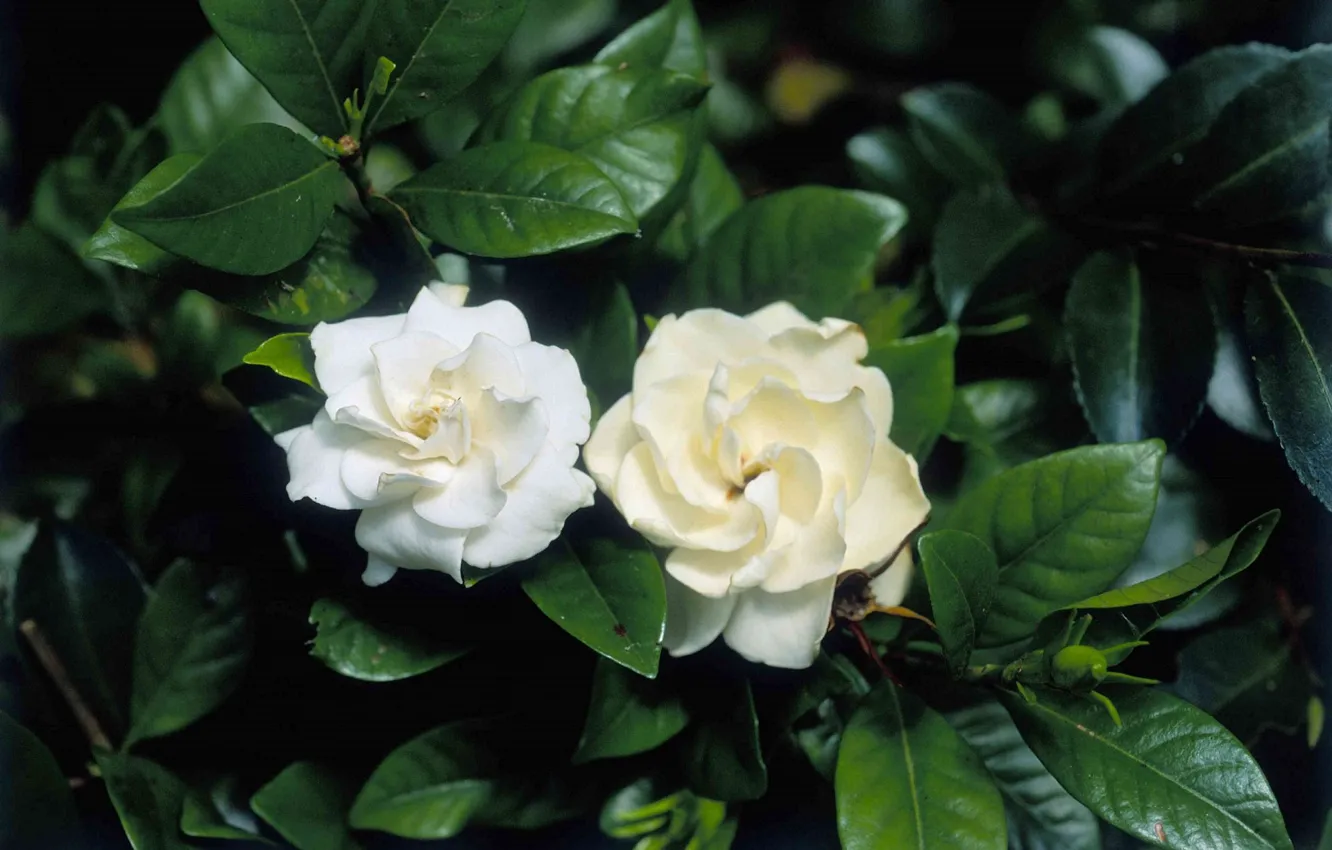 Photo wallpaper white flowers, shrub, pride, jasmine rose