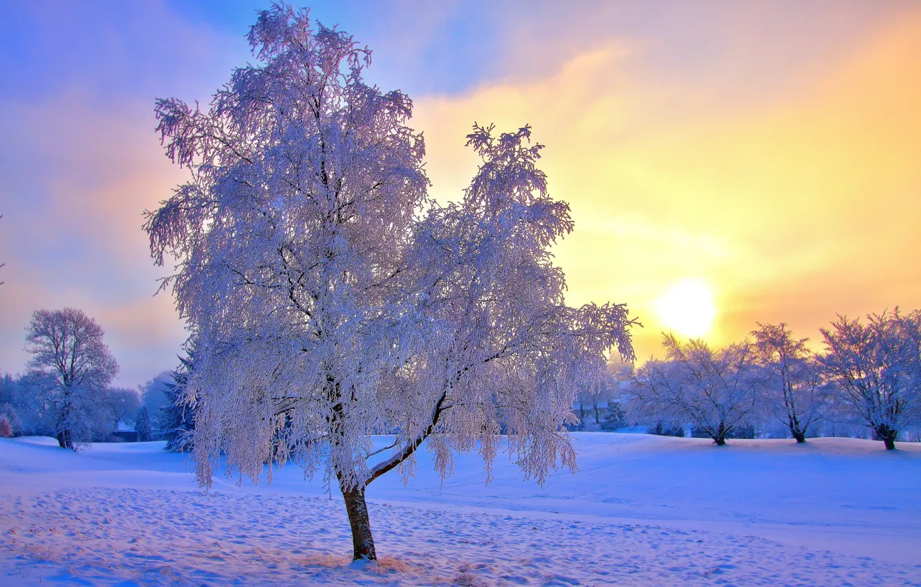 Photo wallpaper winter, frost, the sky, the sun, snow, trees, haze