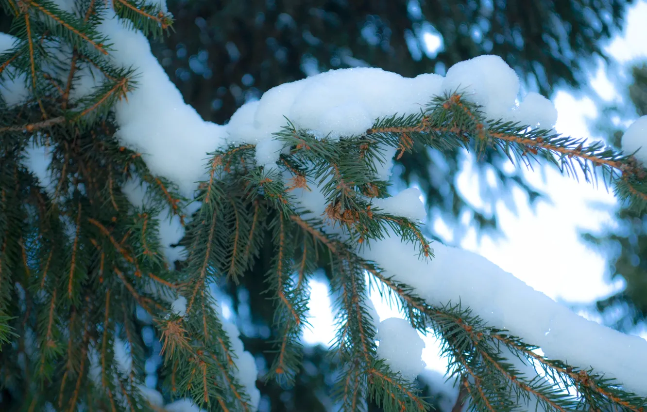 Photo wallpaper snow, tree, new year, Winter, spruce