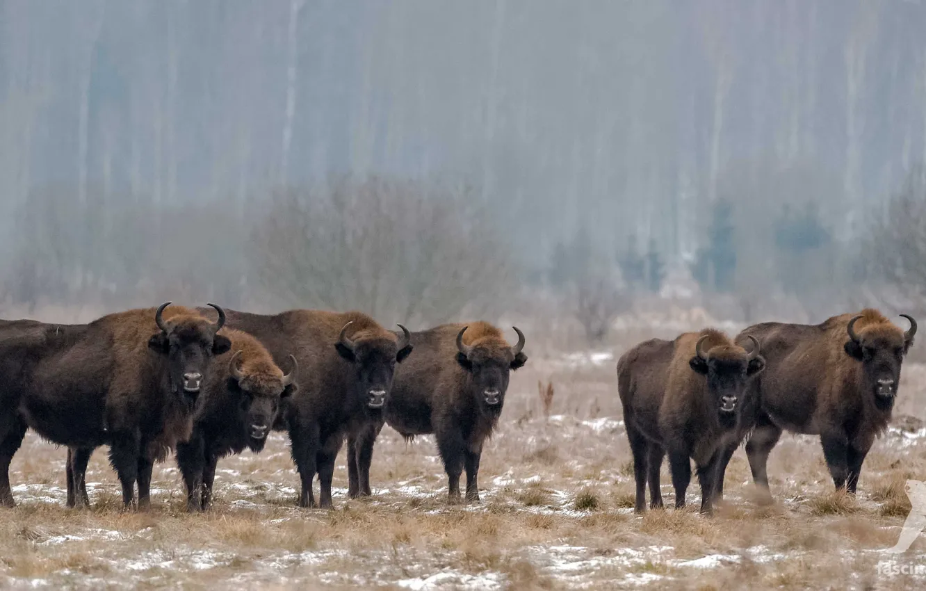 Photo wallpaper animal, mammal, Europe-european-bison, wisent