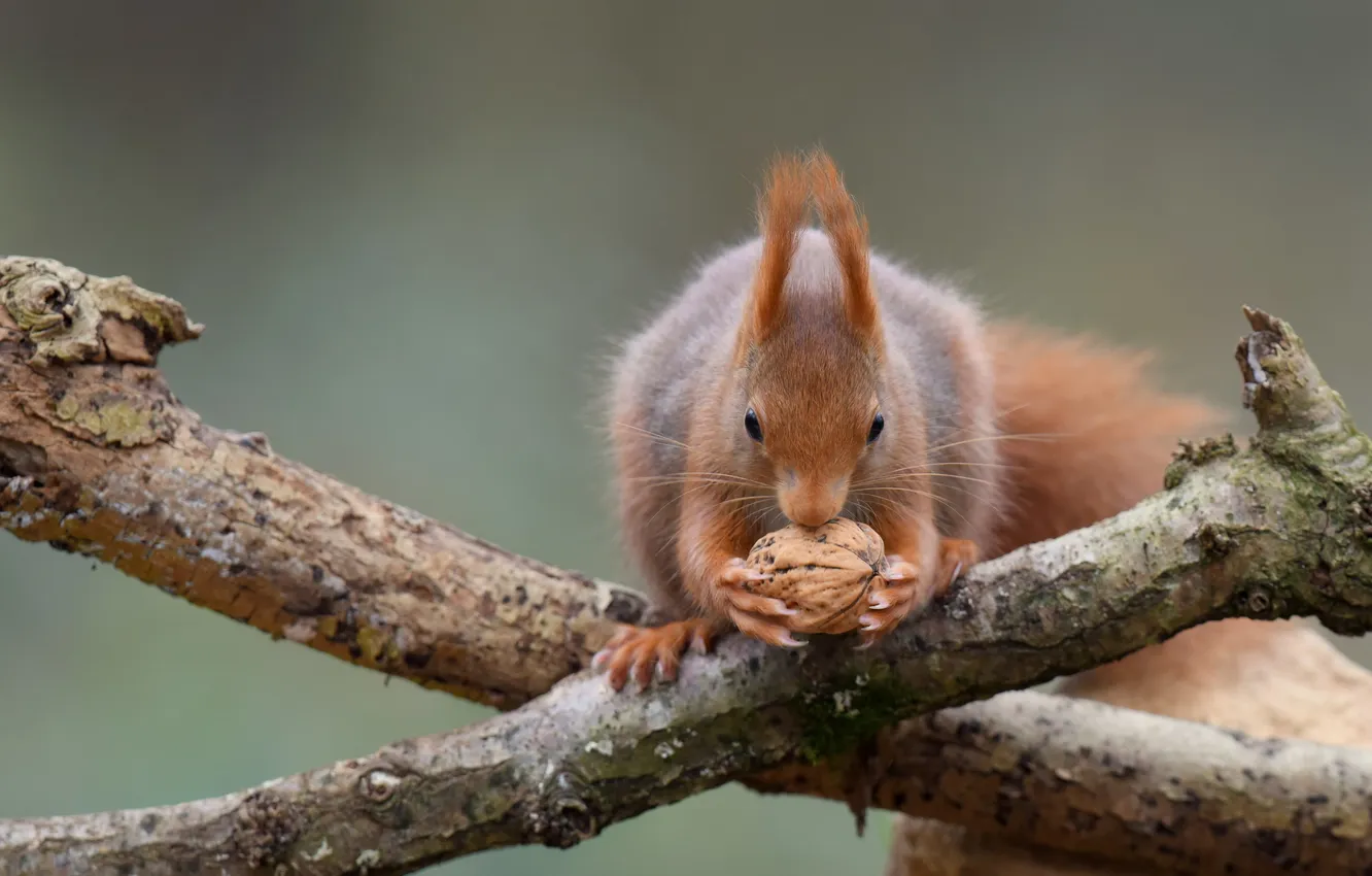 Photo wallpaper nature, protein, nuts