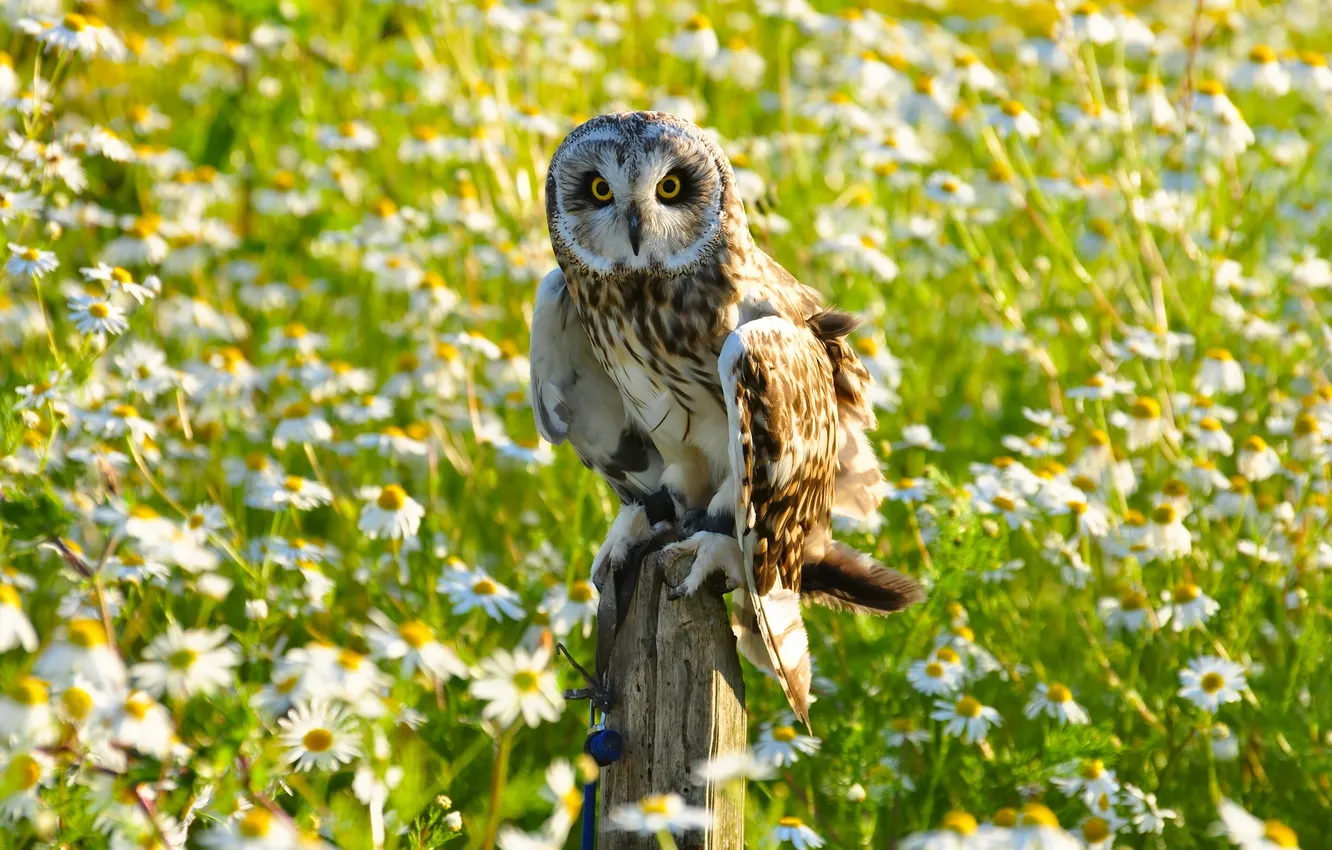 Photo wallpaper flowers, owl, bird, chamomile, columns, Short-eared owl