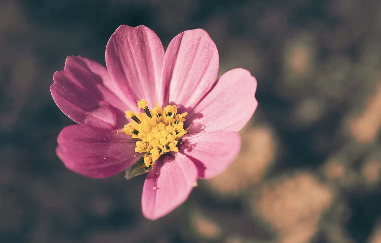 Photo wallpaper flowers, petals, bokeh