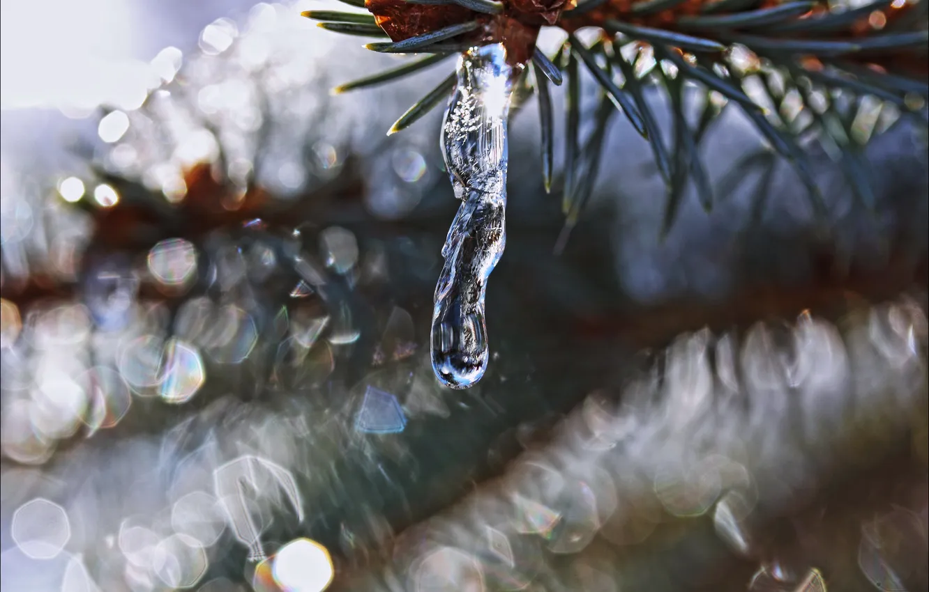 Photo wallpaper icicles, blur, barb, a sprig of spruce