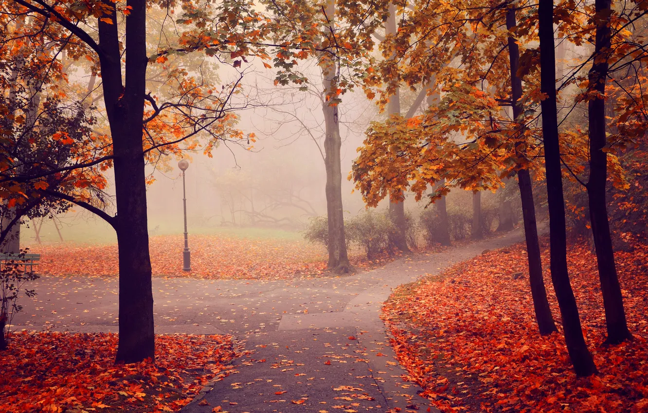 Photo wallpaper autumn, trees, fog, Park, lantern, alley