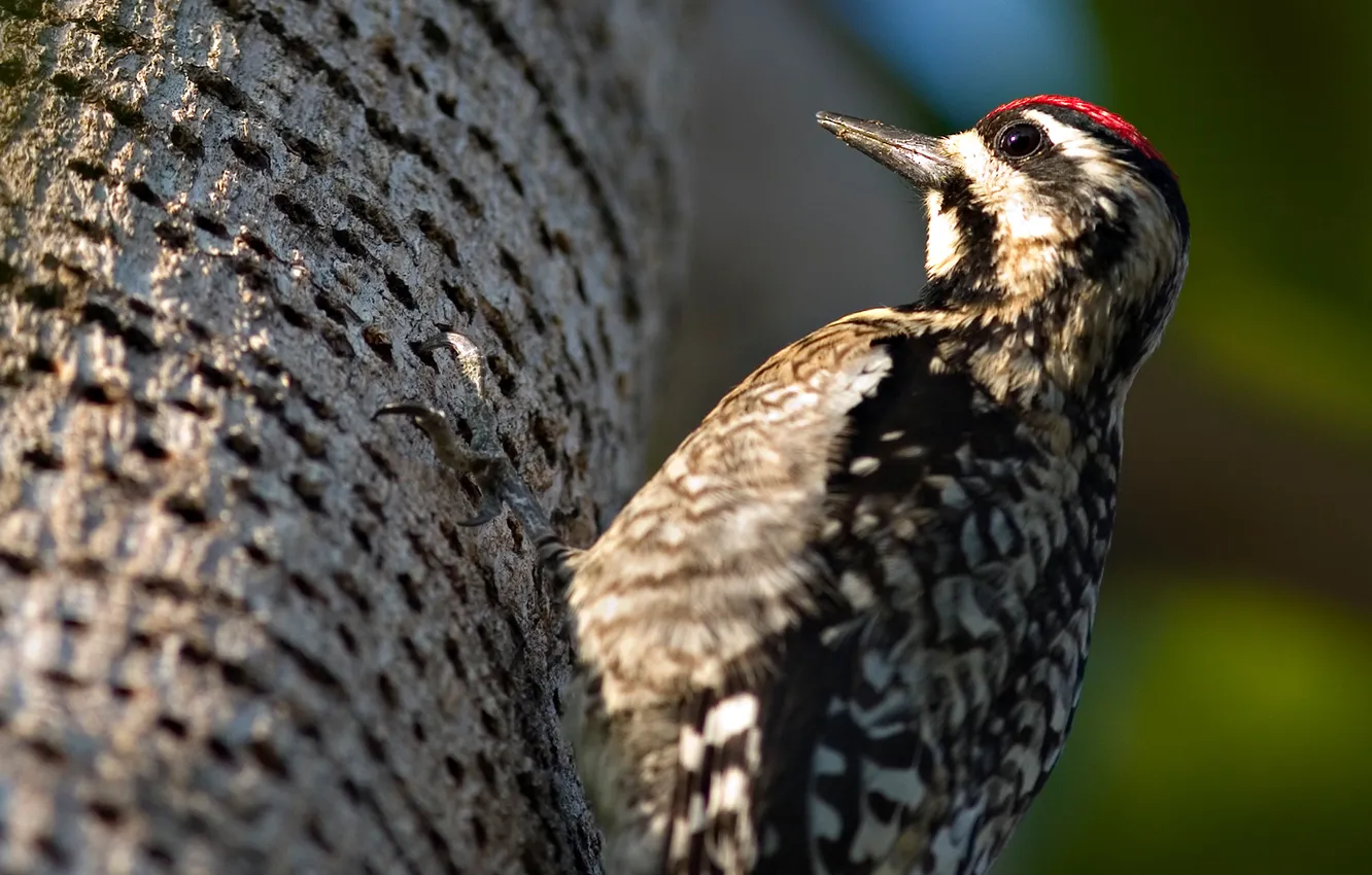 Photo wallpaper macro, bird, woodpecker, on the tree