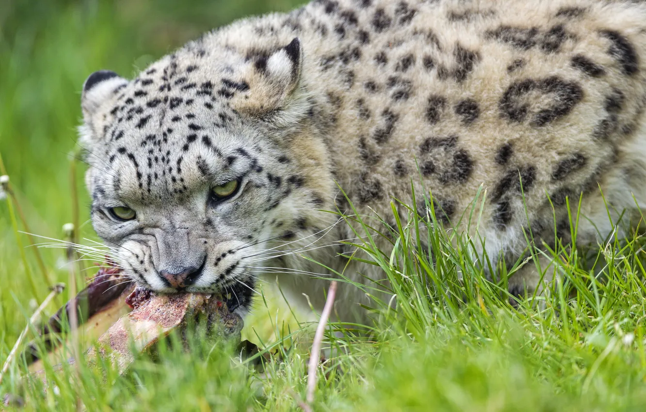 Photo wallpaper cat, grass, look, meat, IRBIS, snow leopard, ©Tambako The Jaguar