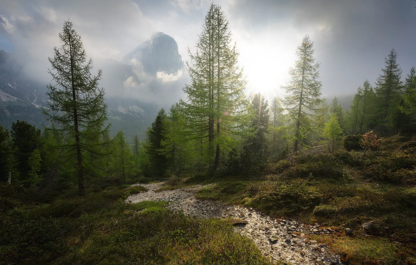 Photo wallpaper forest, the sky, the sun, clouds, rays, light, trees, mountains