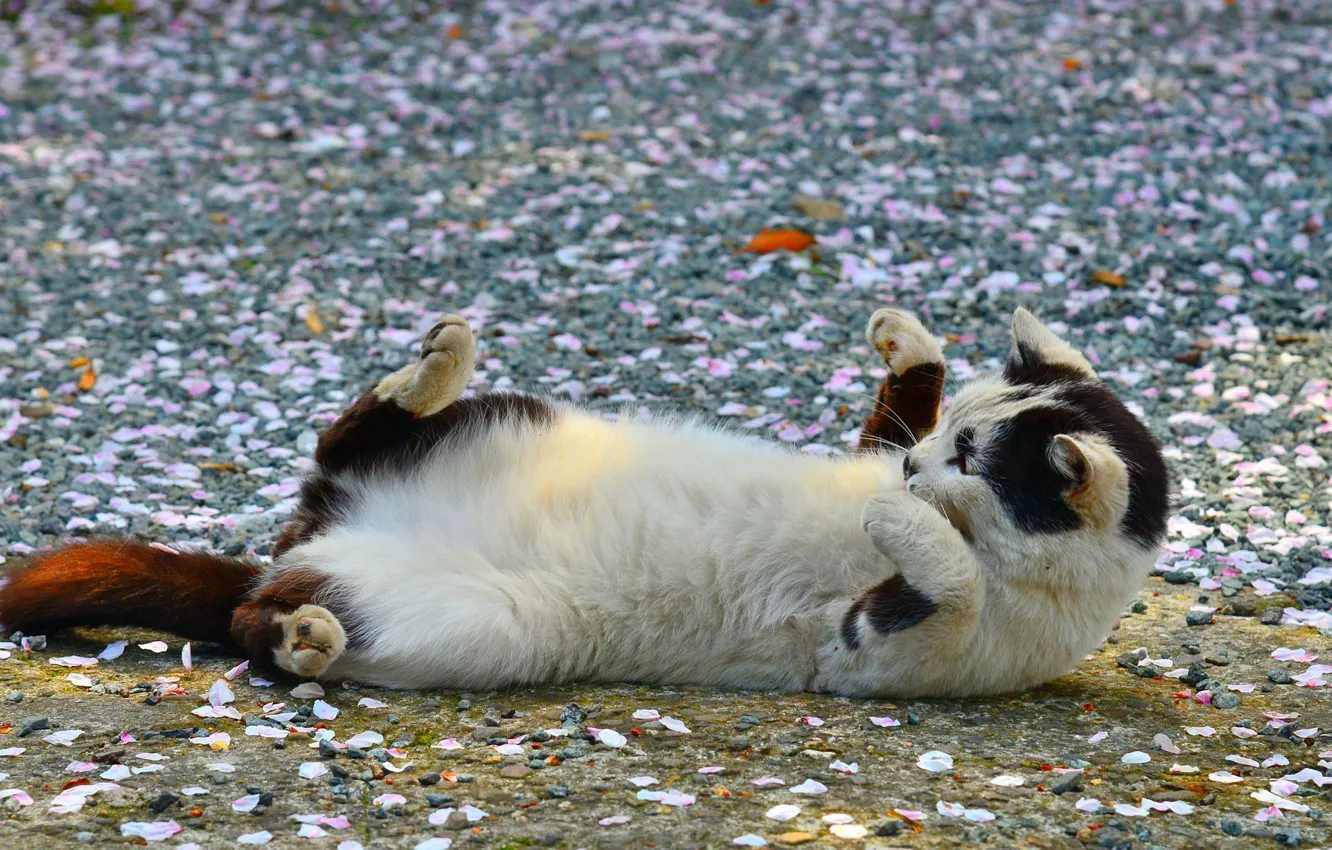 Photo wallpaper pose, paws, petals, Koshak, Tomcat