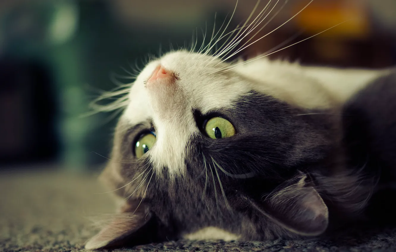 Photo wallpaper cat, eyes, lies