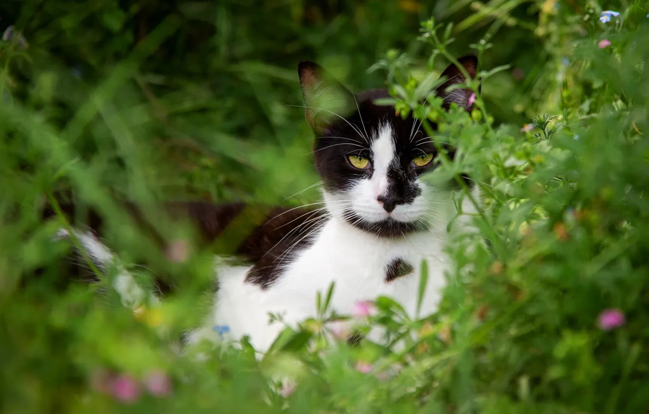 Photo wallpaper greens, cat, summer, grass, cat, look, nature, black and white