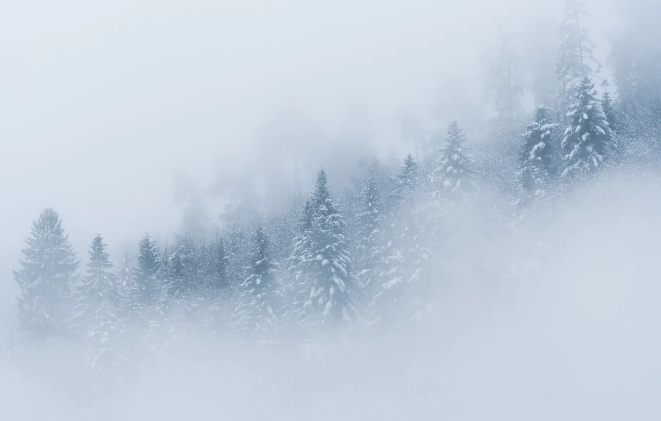 Photo wallpaper winter, forest, snow, trees, fog, spruce
