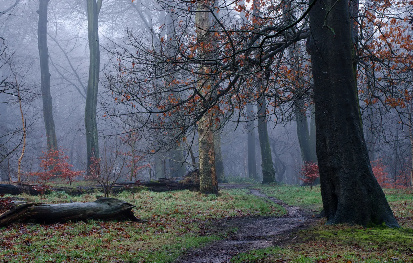 Photo wallpaper autumn, forest, trees, fog, haze, path