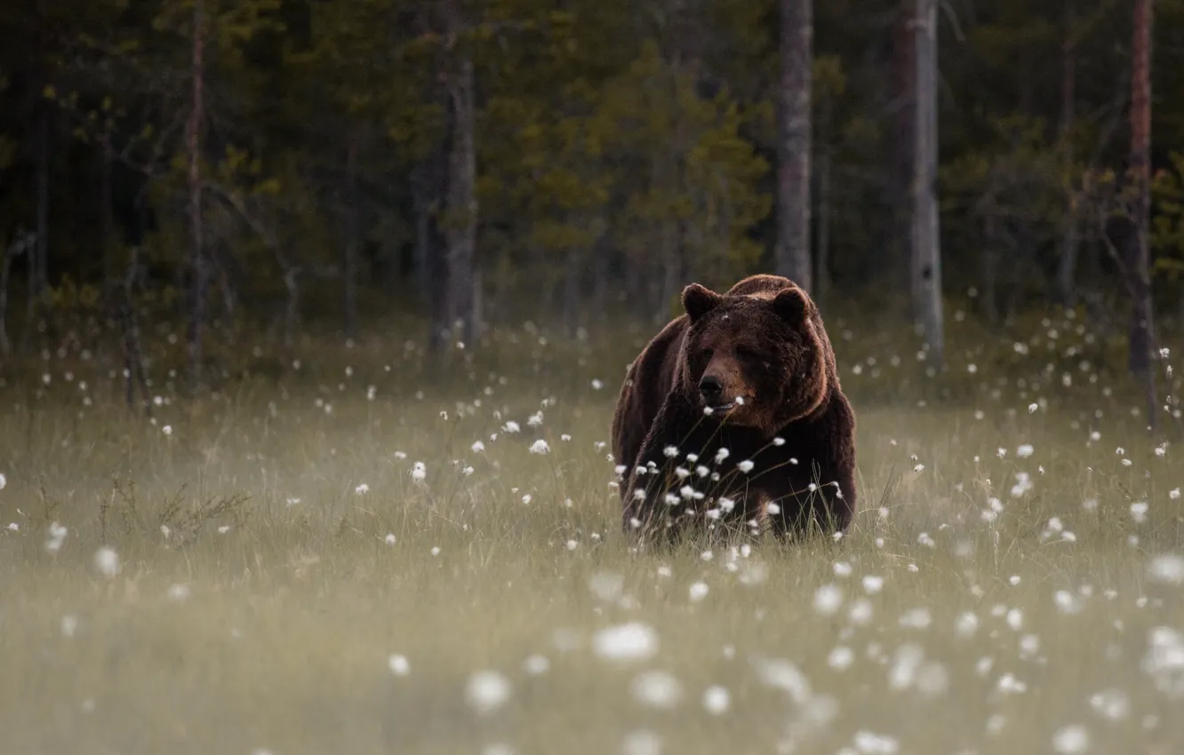 Photo wallpaper forest, flowers, glade, bear, brown