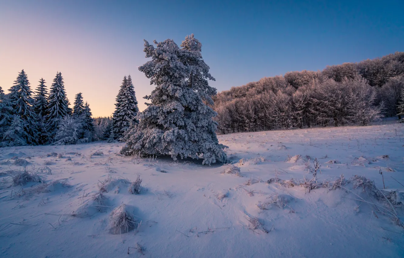 Photo wallpaper the snow, snow, winter, ate, the evening, snowy, forest