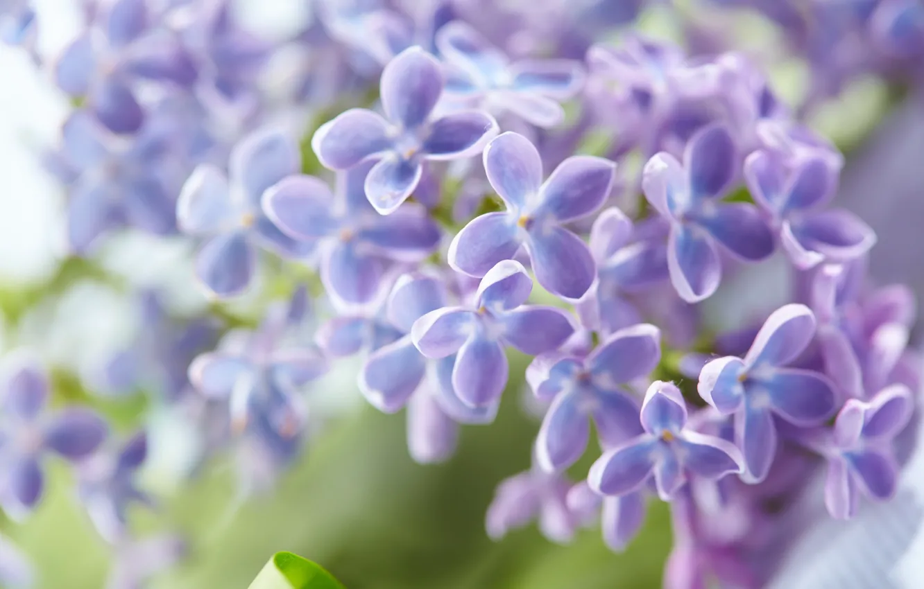 Photo wallpaper leaves, flowers, spring, flowering, lilac