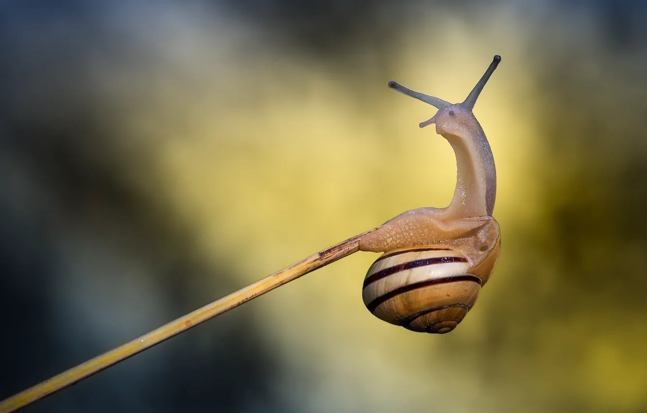 Photo wallpaper macro, strips, snail, shell, antennae, a blade of grass, a twig