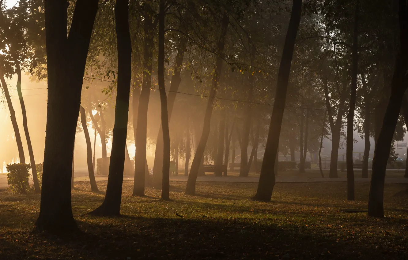 Photo wallpaper trees, fog, Park, trees, park, fog, Dmitry Zakharov