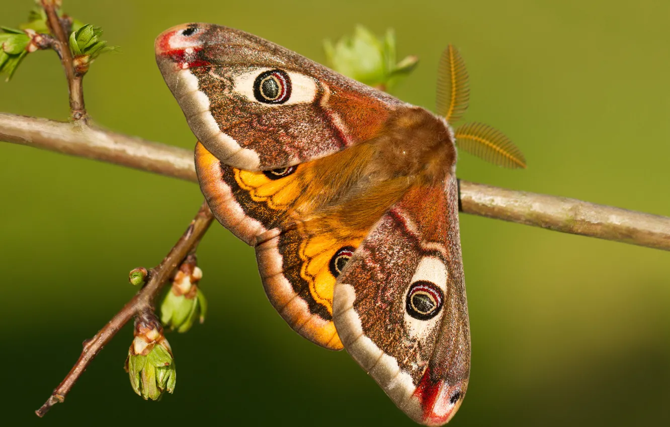 Photo wallpaper macro, branches, butterfly, kidney, Small Emperor moth