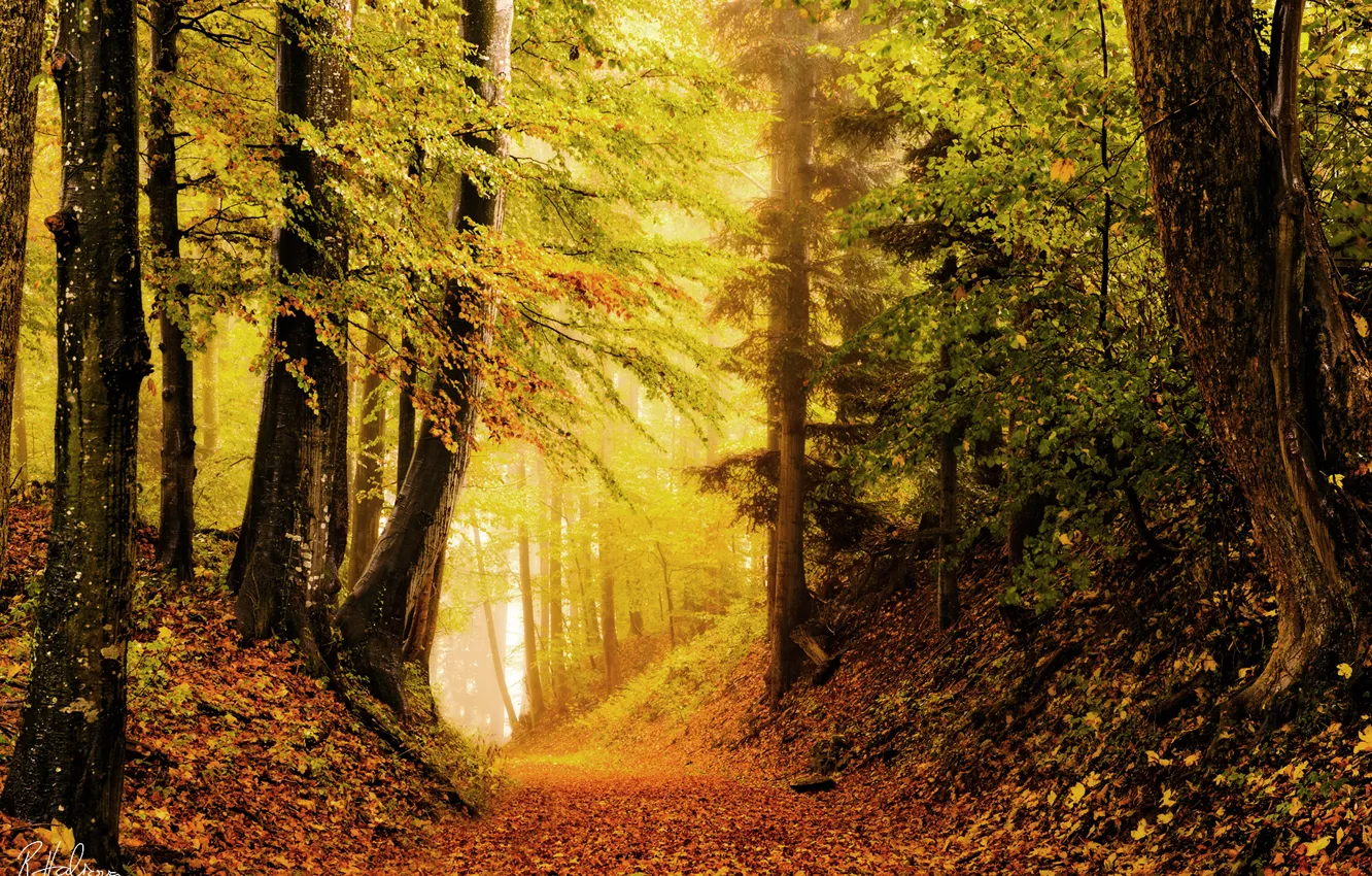 Photo wallpaper autumn, forest, nature, foliage, brightness
