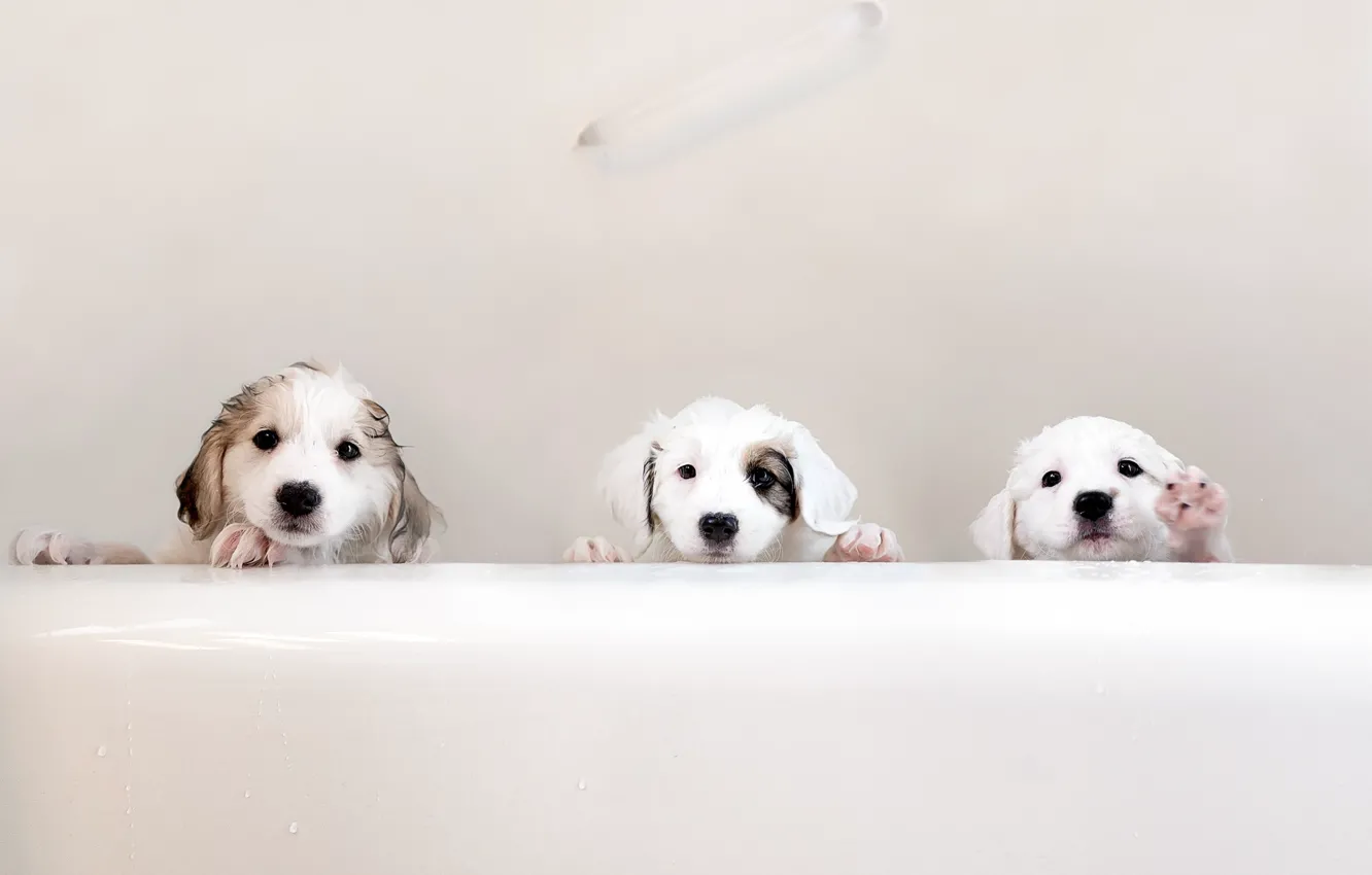 Photo wallpaper puppies, bath, trio