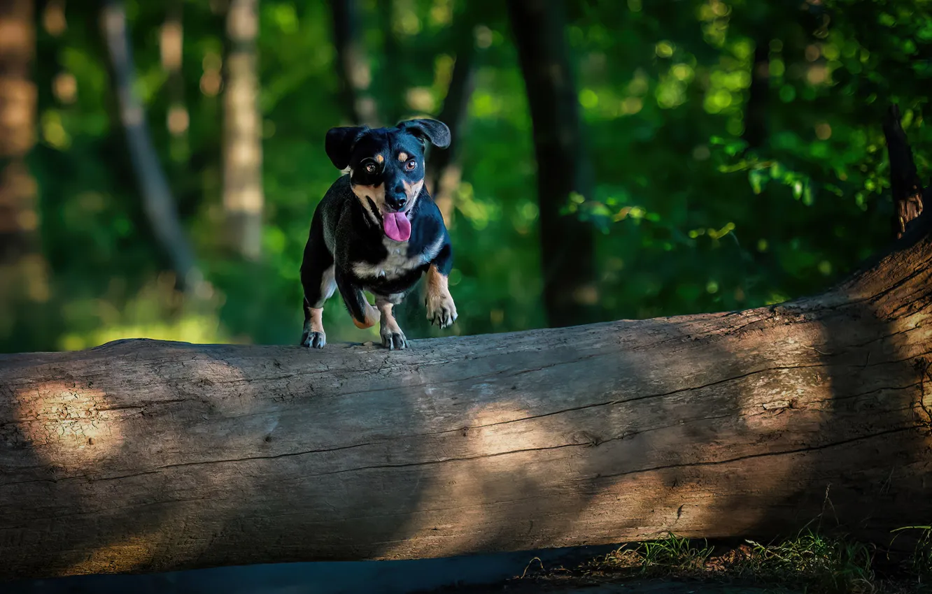 Photo wallpaper jump, dog, log