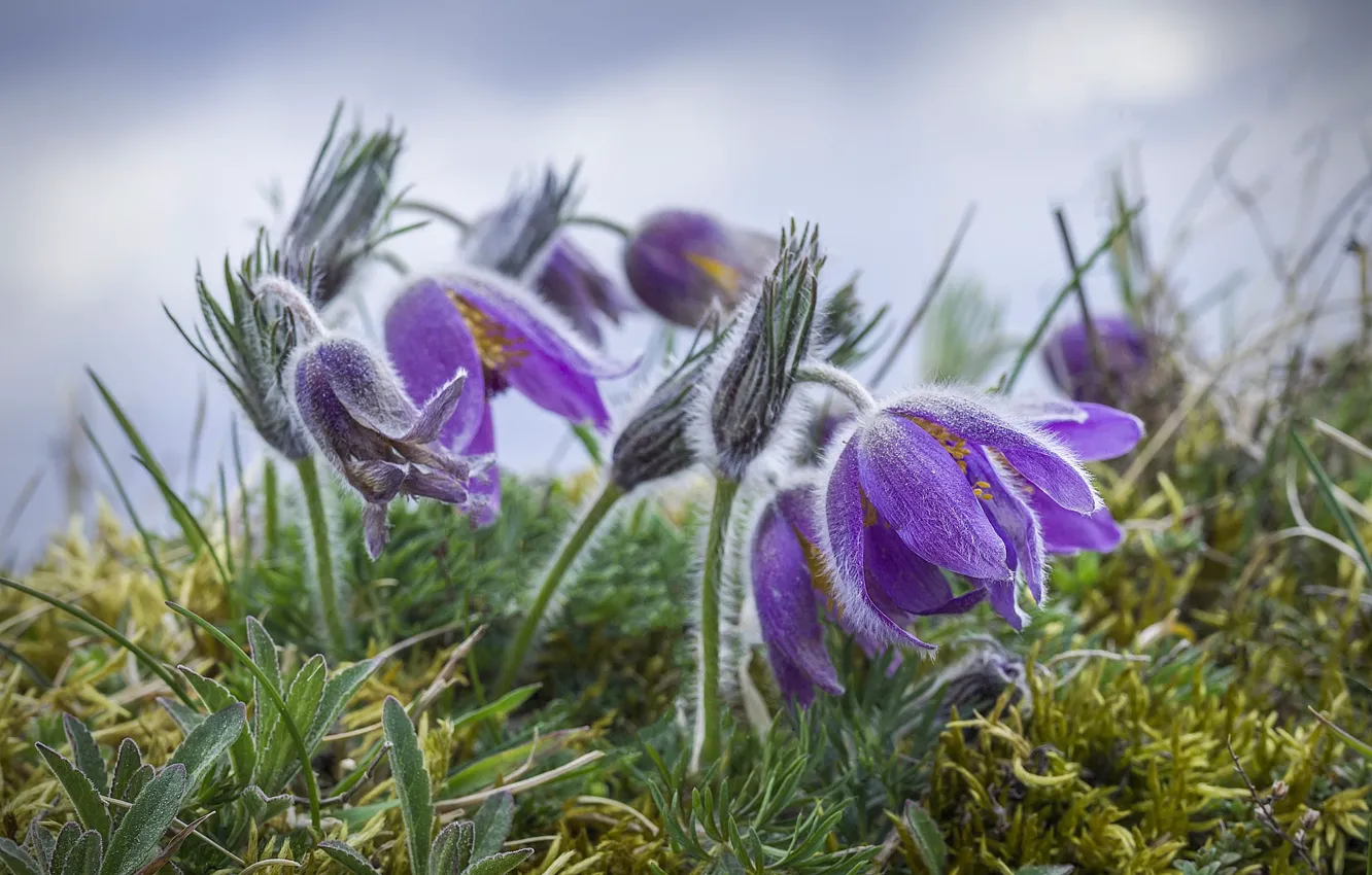 Photo wallpaper the sky, grass, flowers, nature, glade, blur, spring, stem