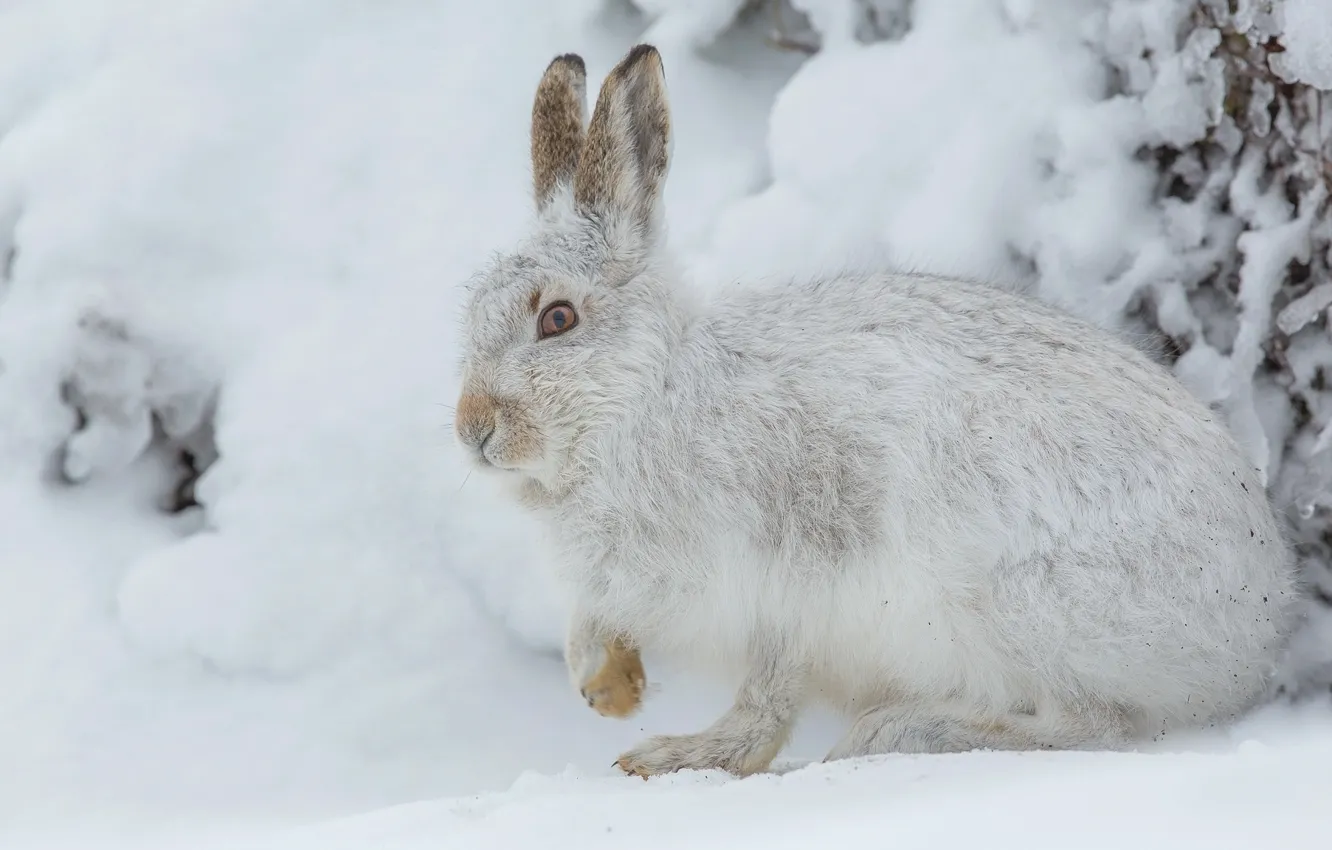 Photo wallpaper winter, look, snow, pose, hare, the snow, face, Whitey