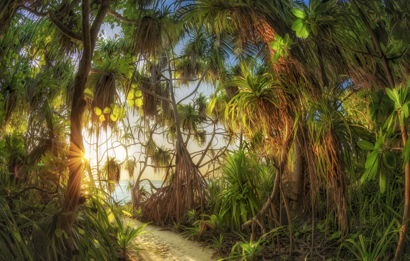 Photo wallpaper the sun, rays, trees, nature, tropics, the ocean, thickets, The Maldives