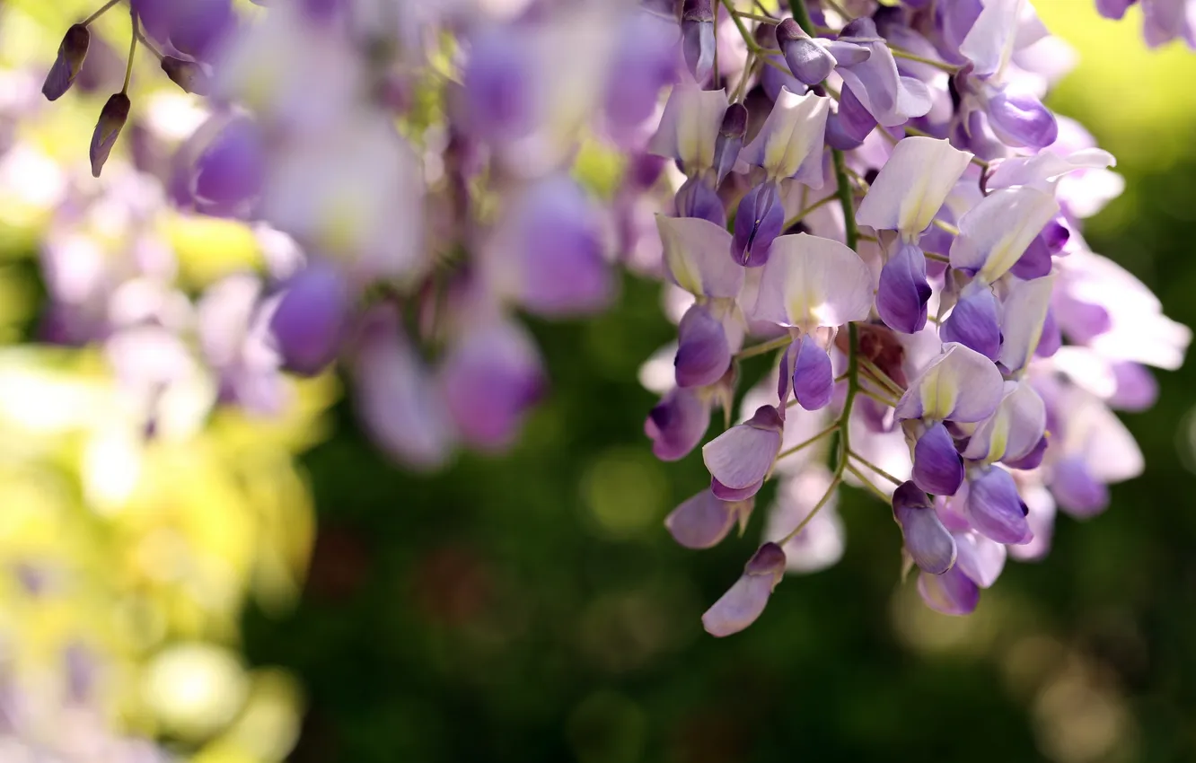 Photo wallpaper flowers, nature, background, Wisteria