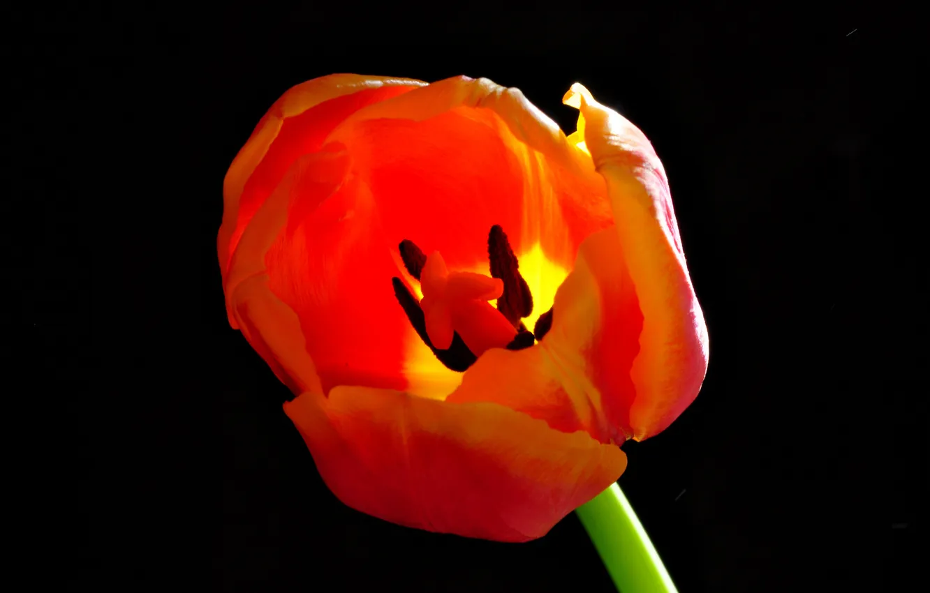 Photo wallpaper macro, background, Tulip, petals
