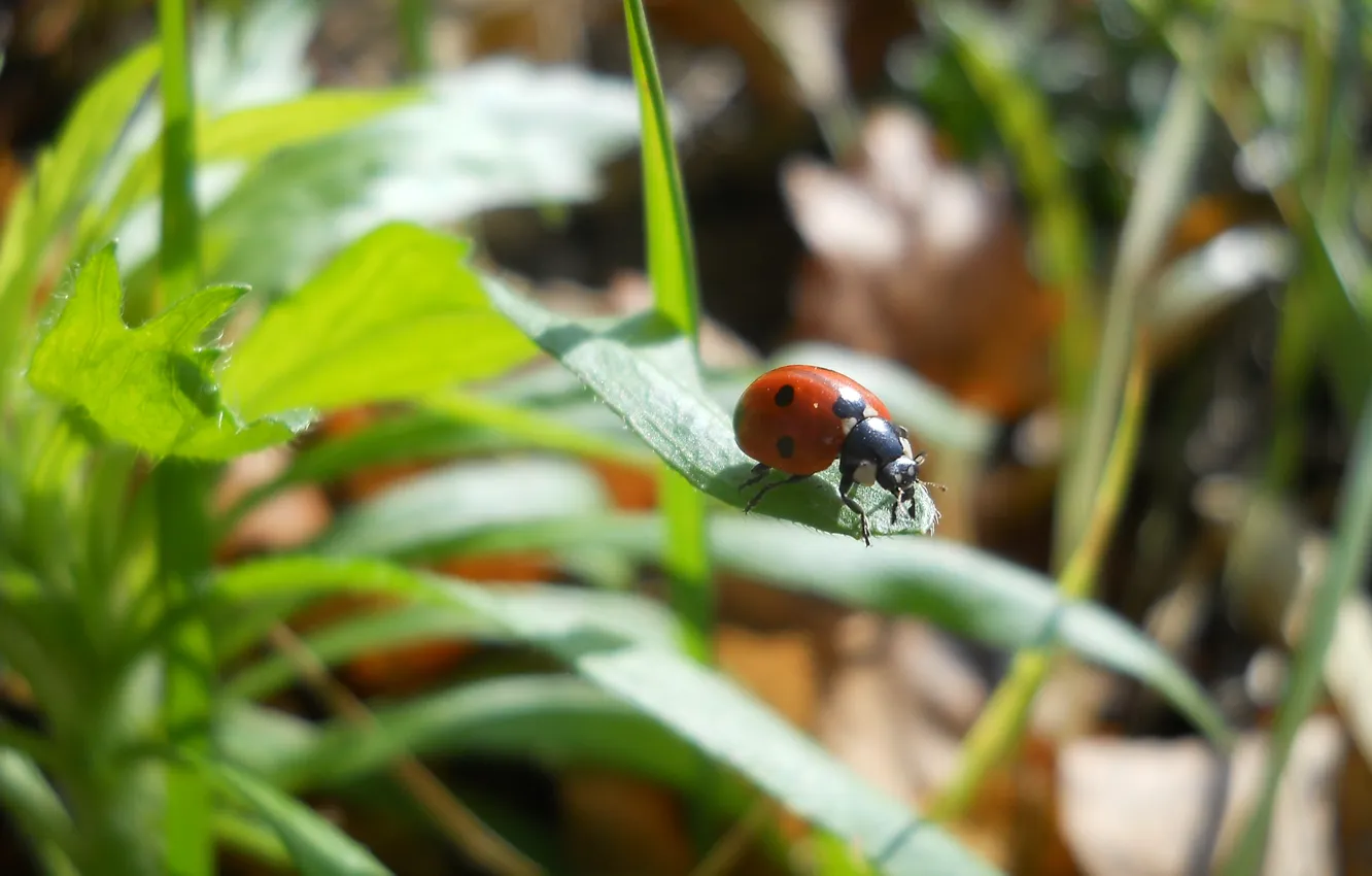 Photo wallpaper macro, nature, ladybug