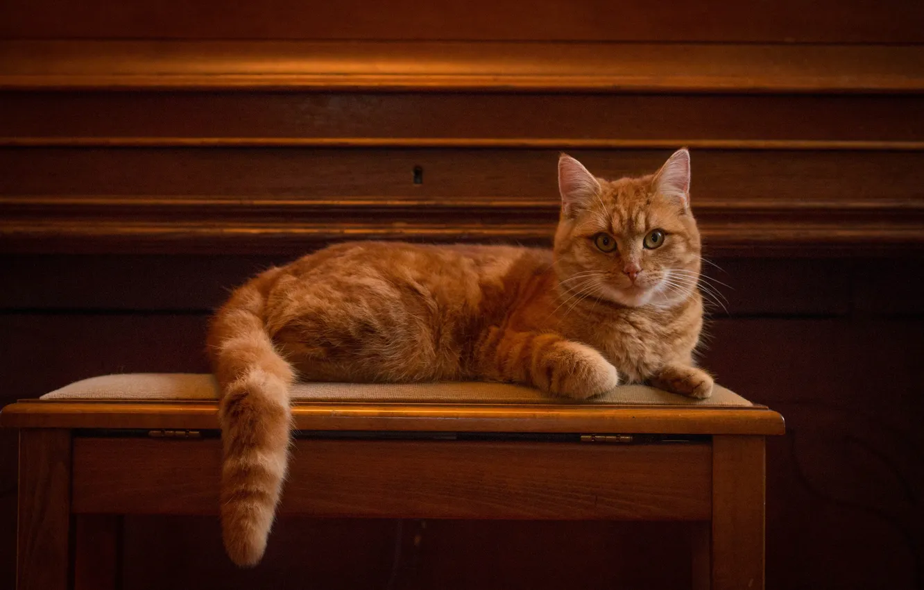 Photo wallpaper cat, look, posing, red