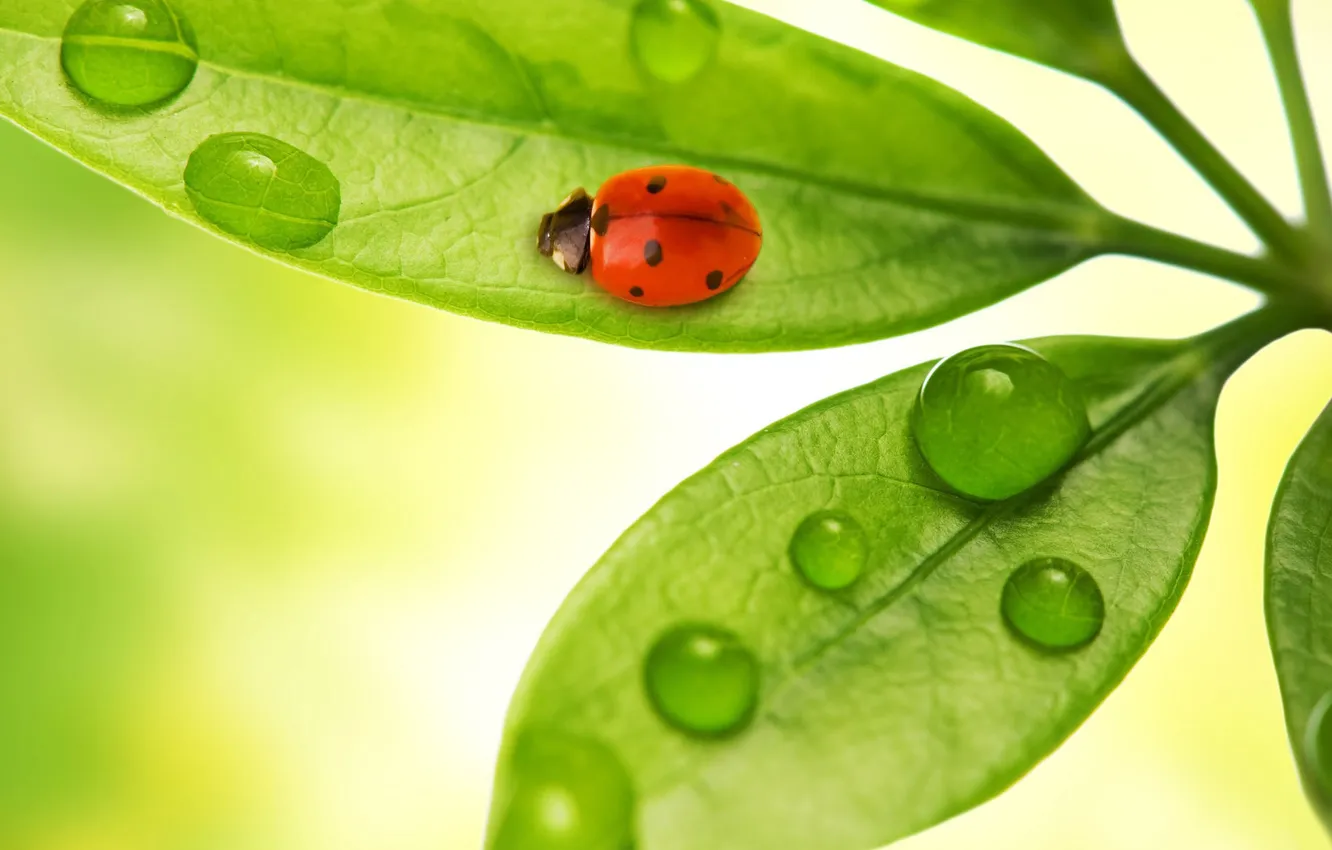 Photo wallpaper leaves, drops, macro, insect