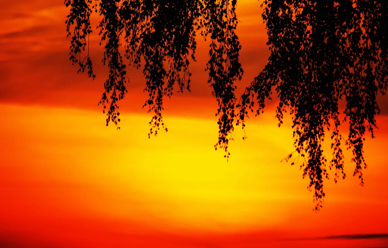 Photo wallpaper the sky, leaves, clouds, branch, silhouette, glow