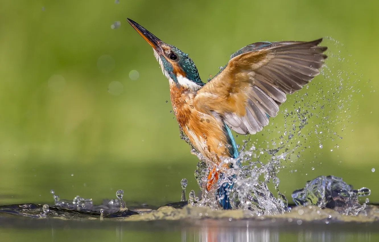 Photo wallpaper water, squirt, bird, the rise, Kingfisher