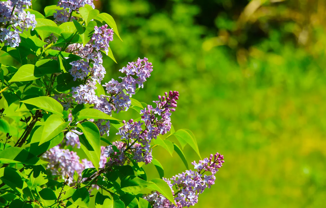 Photo wallpaper flower, lilac, twigs