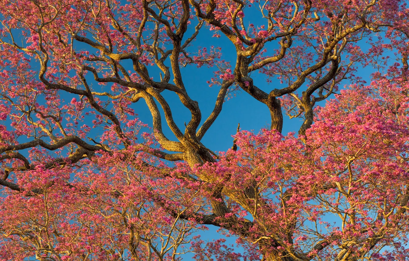 Photo wallpaper Brazil, Brazil, Beer-Dew Flower Trees, The Northern Pantanal, North Pantanal, Flower Pivo Rosa trees