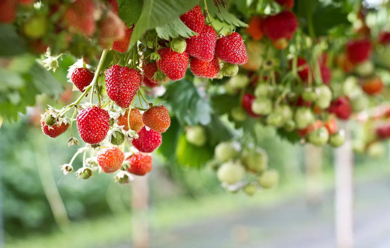 Photo wallpaper berries, strawberry, hanging, growing