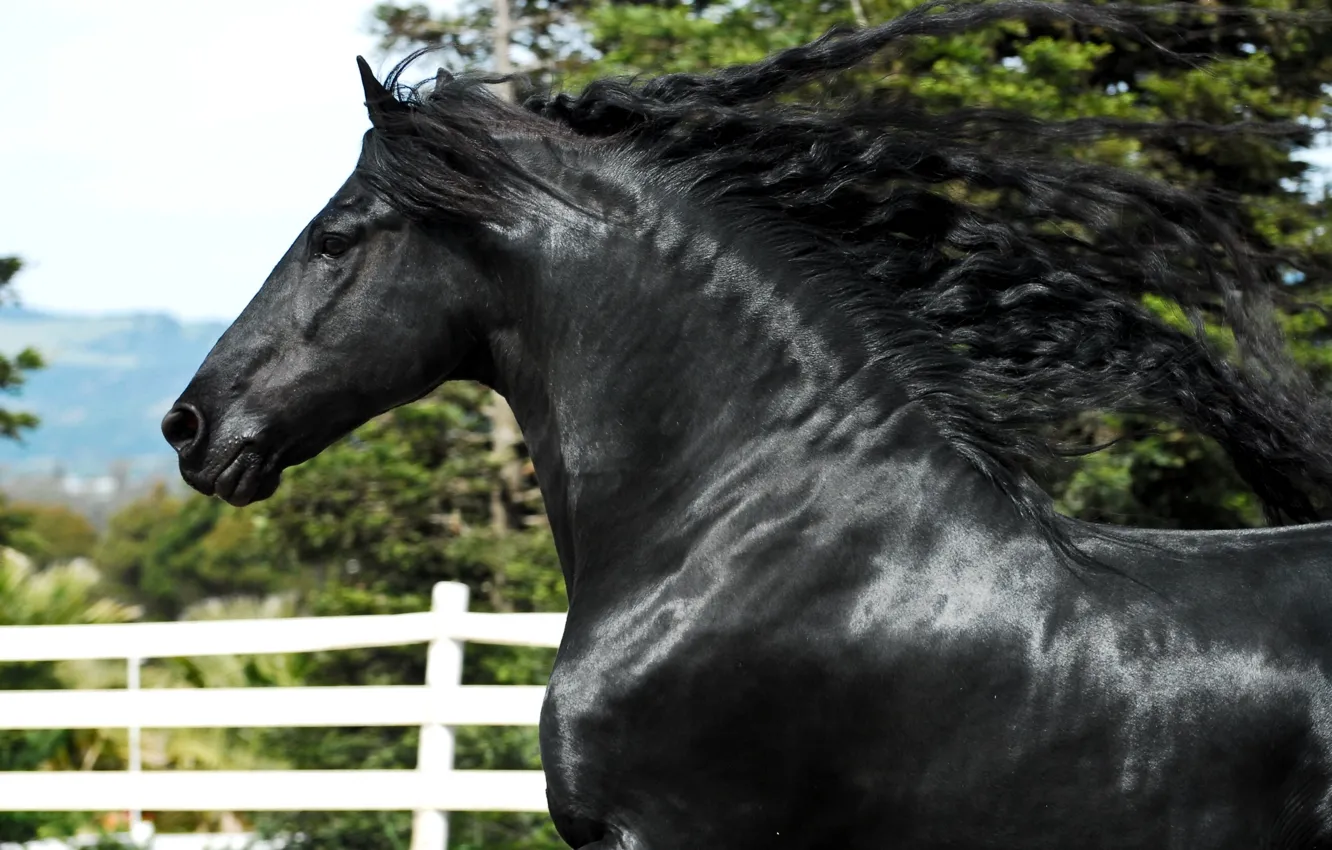 Photo wallpaper horse, horse, stallion, mane