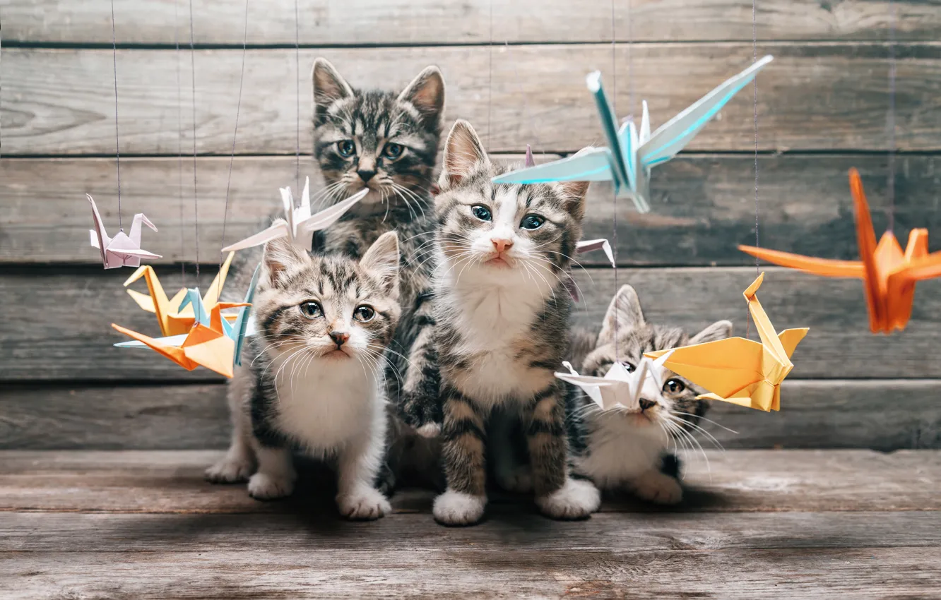 Photo wallpaper cat, mustache, movement, cats, paws, blur, tail, team