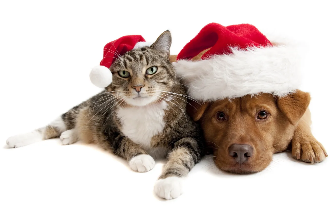 Photo wallpaper holiday, Cat, friendship, Dog, hats
