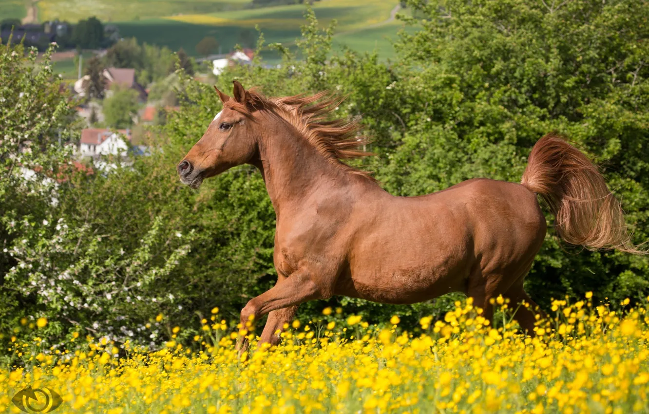 Photo wallpaper summer, horse, horse, meadow, red, running, mane, (с) Oliver Seitz