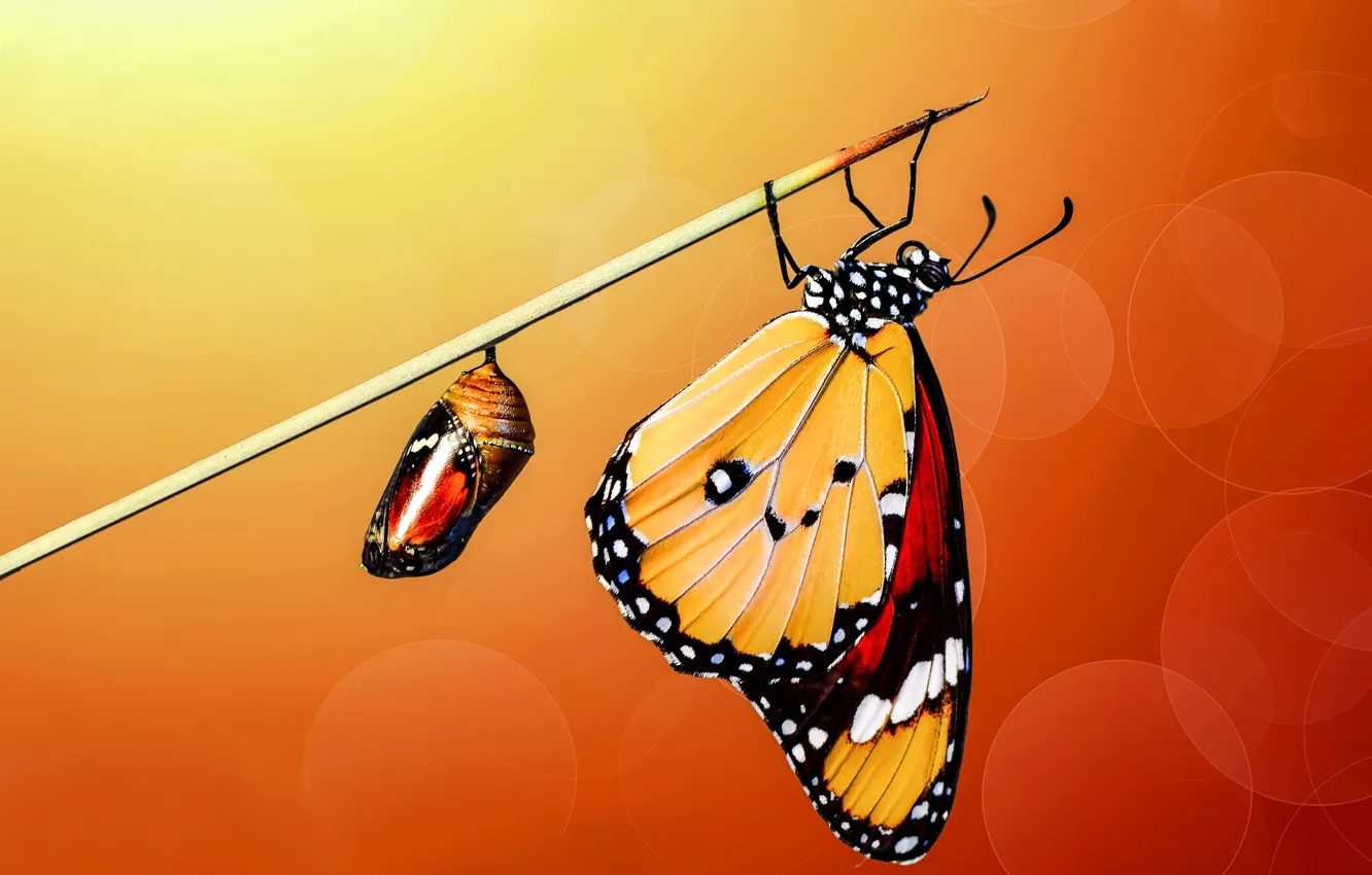 Photo wallpaper macro, butterfly, stem, insect, orange background, doll