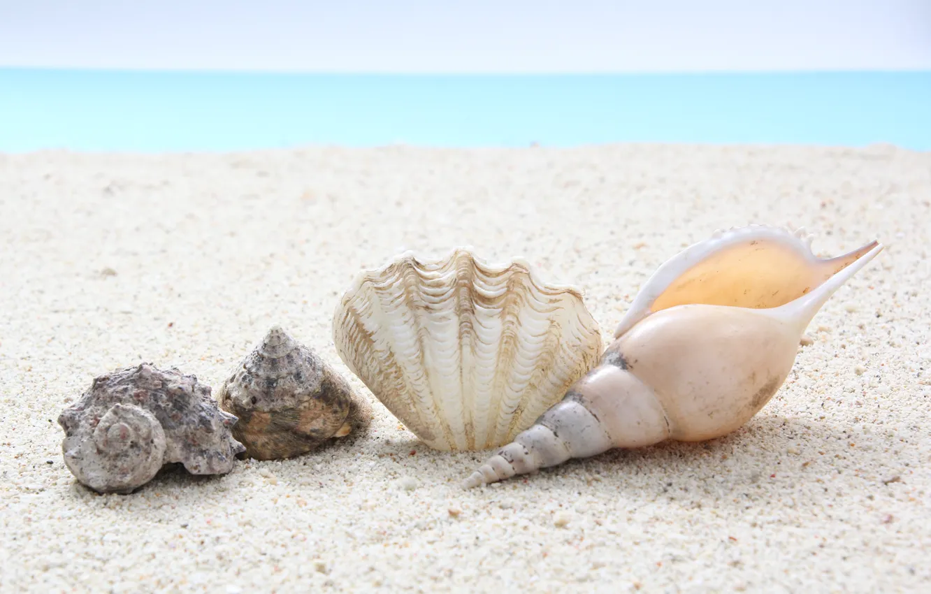 Photo wallpaper sea, beach, summer, Nature, shell