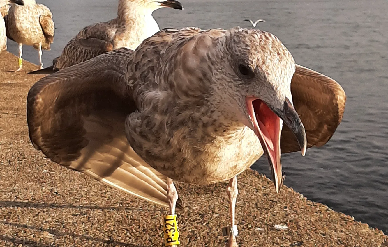 Photo wallpaper Sea, birds, Rybitwa