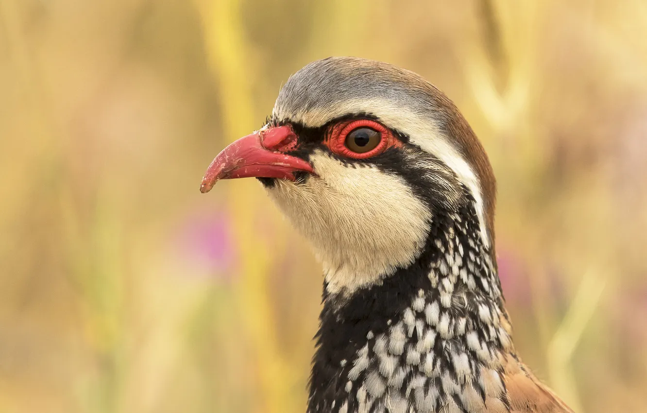 Photo wallpaper look, bird, portrait, yellow background, bokeh, partridge, motley