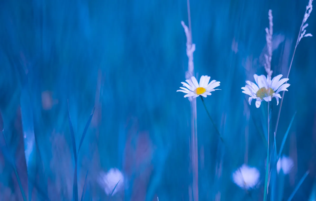 Photo wallpaper background, chamomile, blur, Duo, a blade of grass